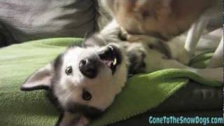 DOG FIGHT Siberian Husky Mean Dogs Attack Dog Fight Play