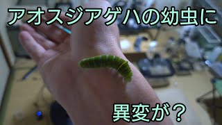 アオスジアゲハの幼虫に黒い点があったので治療してしばらくしたら？