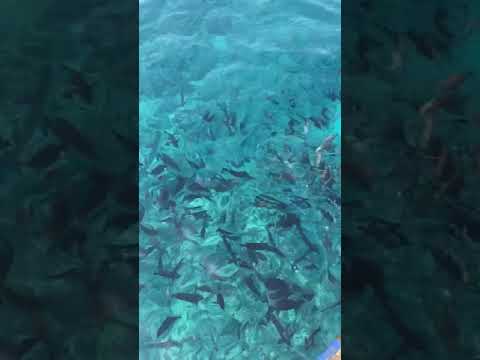 Over 500 Species of Fish can be spotted easily whilst snorkeling or diving in the Red Sea.