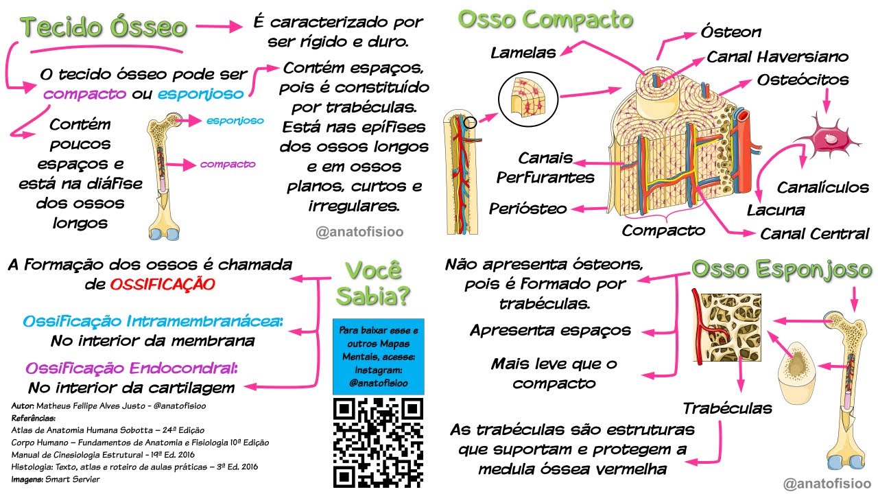 Tecido Ósseo - [Mapa Mental]