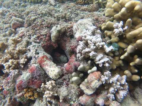 Tako Diving - Master Of Disguise