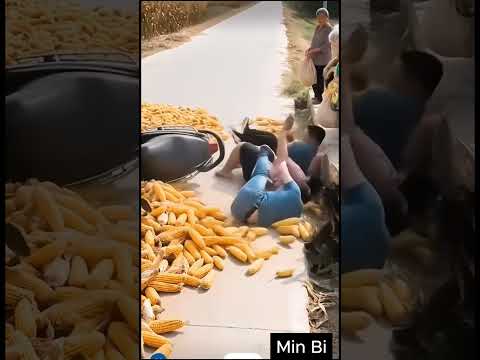 Cute Mexica Plush Dancing Cactus Electric Plush Toy #shorts #503