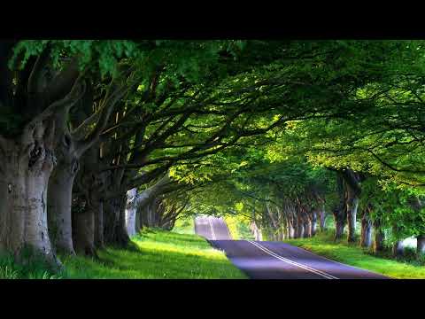 Connie Nice - Dancing In The Night tradução