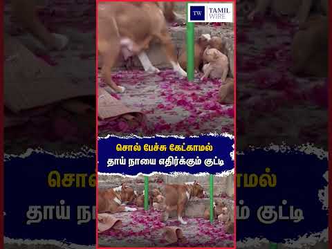 சொல் பேச்சு கேட்காமல் தாய் நாயை எதிர்க்கும் குட்டி #Dog #Dogs #Pets #Petanimals #mother #motherdog