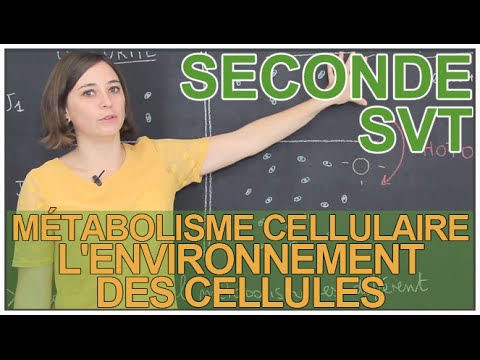 Cellular Metabolism: The Cell Environment - SVT Seconde - Les Bons Profs