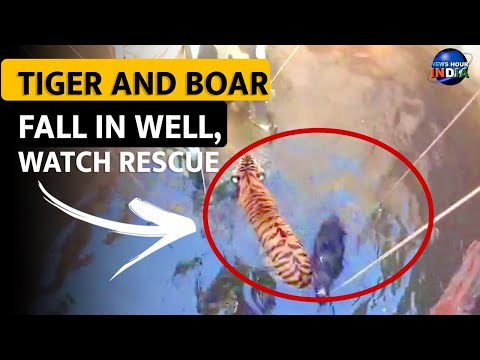 TIGER AND BOAR FALL IN WELL, WATCH RESCUE