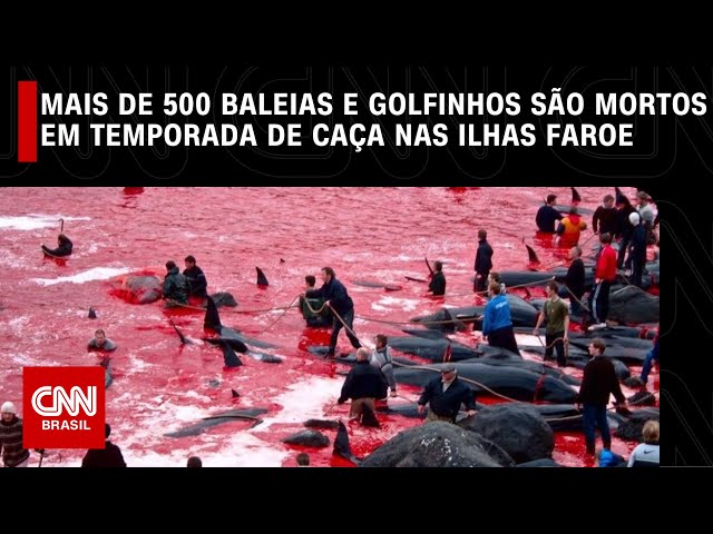 Mais de 500 baleias e golfinhos são mortos em temporada de caça nas Ilhas Faroe | CNN NOVO DIA