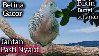 Download lagu PERKUTUT LOKAL BETINA GACOR JANTAN DIJAMIN 100% NYAUT.  mp3