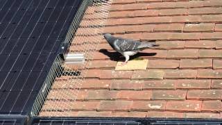 Solar panel pigeon protection Kent