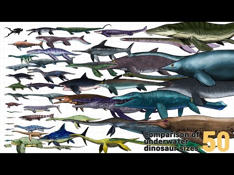 공룡 | Ancient marine repiles Size Comparison | 50 Sea Dinosaurs Size Comparison (Mosasaurus+49)