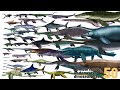 공룡 Ancient Marine Repiles Size Comparison 50 Sea Dinosaurs Size Comparison Mosasaurus 49