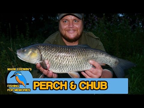 Perch and Chub fishing - roving about on the river Blackwater (video 42)