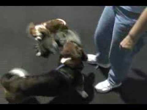 download lagu mp3 mp4 Pup N Iron, download lagu Pup N Iron gratis, unduh video klip Pup N Iron