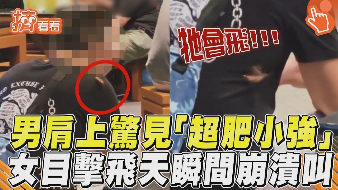 影音/男肩上驚見「超肥小強」 女目擊飛天瞬間崩潰叫