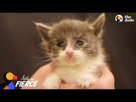 Kitten Who Was The Runt Of Her Litter Is A Tiny Fighter | The Dodo Little But Fierce