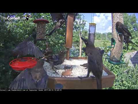 Common Grackles Swarm Cornell Lab FeederWatch Cam – August 15, 2017