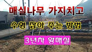 [텃밭농부 2,146]  3년차 왕매실나무의 가지치기 및 수형을 잡는 방법. #매실재배