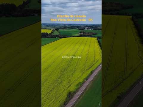Plantação de canola em Boa Vista do Cadeado-RS #regiaodasmissoes #saomigueldasmissoes #cruzalta #sul