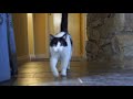 Cat walking toward camera in slow motion