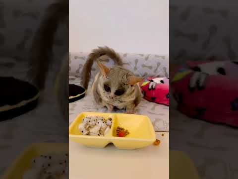 Galago - The cute animal