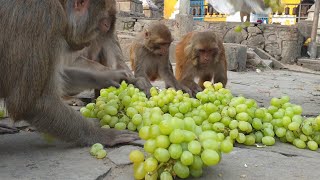 feeding 25 pounds Grapes to the hungry monkey