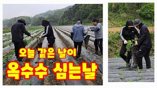 옥수수 심는방법 미흑찰 (옥수수재배방법)
