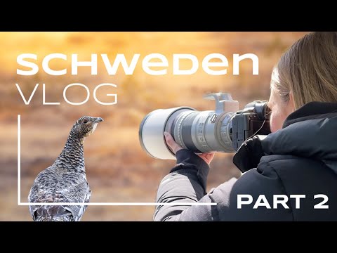 Schwedens Tierwelt - Unsere Fotoreise (Part 2)
