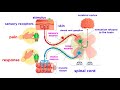 The Peripheral Nervous System Nerves And Sensory Organs