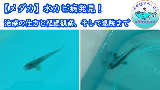 水 カビ 病 メダカ Watch Hd Mp4 Videos Download Free
