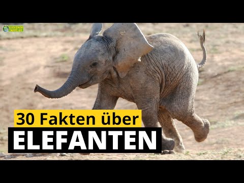 30 Steckbrief-Fakten über Elefanten - Doku-Wissen über Tiere - für Kinder