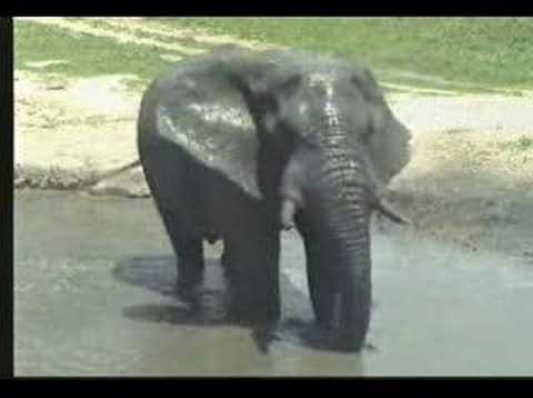 Elephant at Water Hole 2