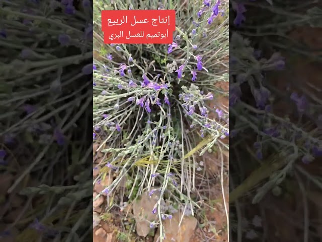 عسل زهور الربيع 500g