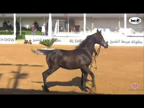 N 4 KAHEEL AL TAAMRI   Al Sheikh Stud Show   Palestine National 2021