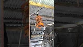 Download lagu Suara panggilan Pleci Flavus/Pantai part.3 mp3