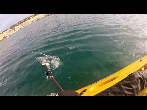 Barracuda live strike | That's why you need a landing net