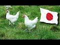 Eating Raw Chicken In Japan