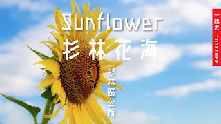 杉林花海｜花現幸葫 - 1/19–1/29