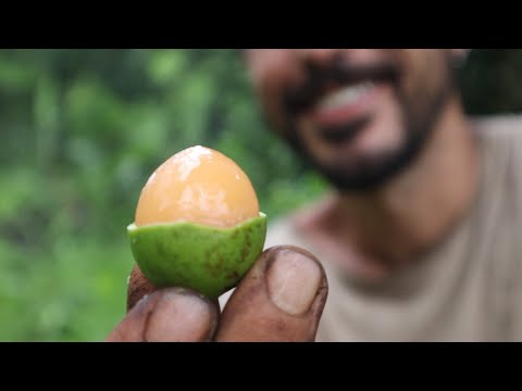 Mamoncillo (Melicoccus Bijugatus) - vídeo