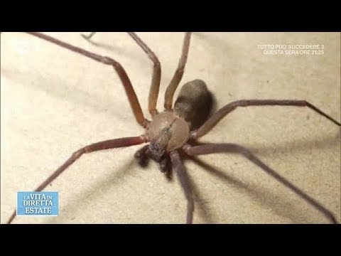 Il mal di schiena dopo unoperazione alla cistifellea Patologico caviglia frattura