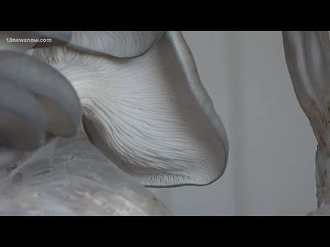 Magic mushrooms: The effects of psilocybin on mental health