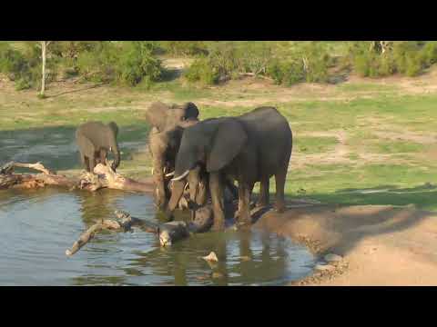 Djuma: Small breeding herd of Elephants come to enjoy a drink - 17:38 - 12/25/18