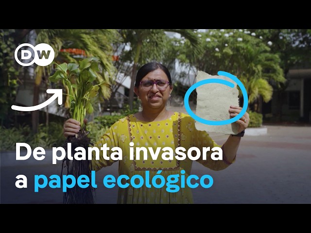 Vídeo relacionado con Obtención de adsorbentes a partir de Eichhornia crassipes (camalote): El camalote o jacinto de agua es una especie invasiva que puede ser de gran utilidad