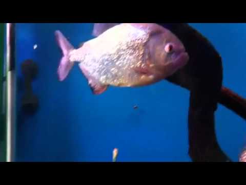Piranha swimming in her fish tank