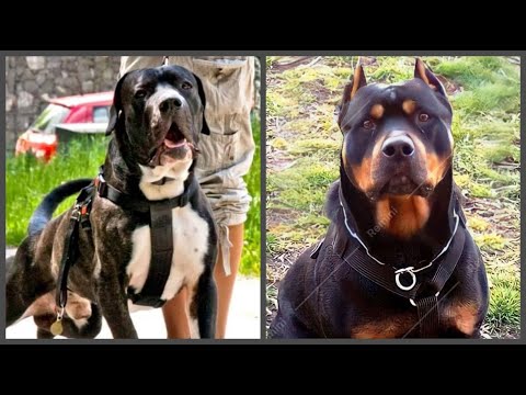 Top 7 incredible hybrids in Powerful Dog Breeds
