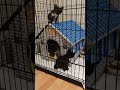 Energetic Tuxedo Kittens Vaccinated And Hissing At Me