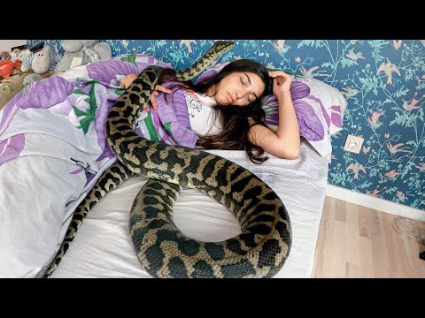 Woman liked sleeping with her python, when it began losing weight she was horrified to learn why.