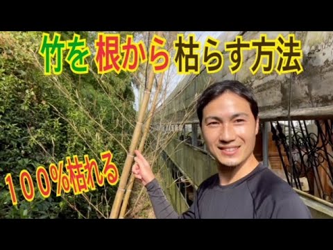 他の植生に迷惑をかける竹の根を庭から取り除く方法