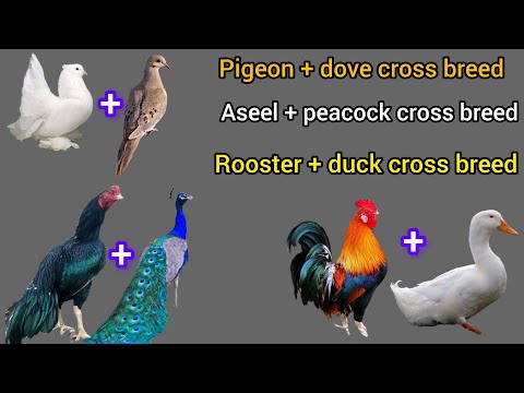 pigeon and dove cross breed | aseel and peacock cross breed | rooster and duck cross breed