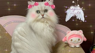 愛娘(猫)にそっくりなマイメロをプレゼントした結果
