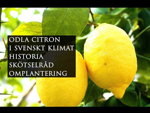 , title : 'Odla citronträd, historia, skötselråd, omplantera citronträd | Leva hållbart på villatomt'